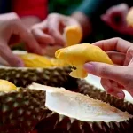 Benarkah Buah Durian Bisa Meningkatkan Kolesterol