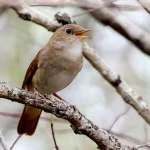 Alasan Burung Berkicau Lebih Merdu di Pagi Hari